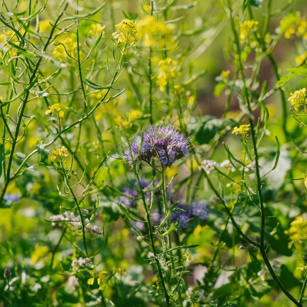 Blumenmischung 'Mix' - 350 Biosamen