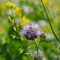 Blumenmischung 'Mix' - 350 Biosamen