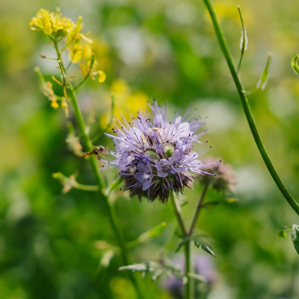 Blumenmischung 'Mix' - 350 Biosamen