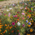 Blumenmischung 'Mix' - 350 Biosamen