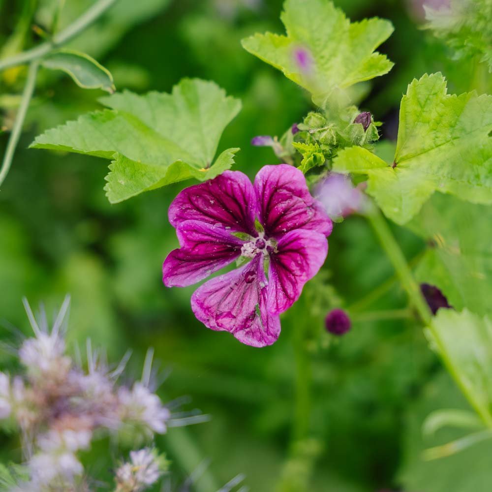 Blumenmischung Samen 'Tübingen' - 400 Biosamen
