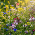 Blumenmischung Samen 'Tübingen' - 400 Biosamen
