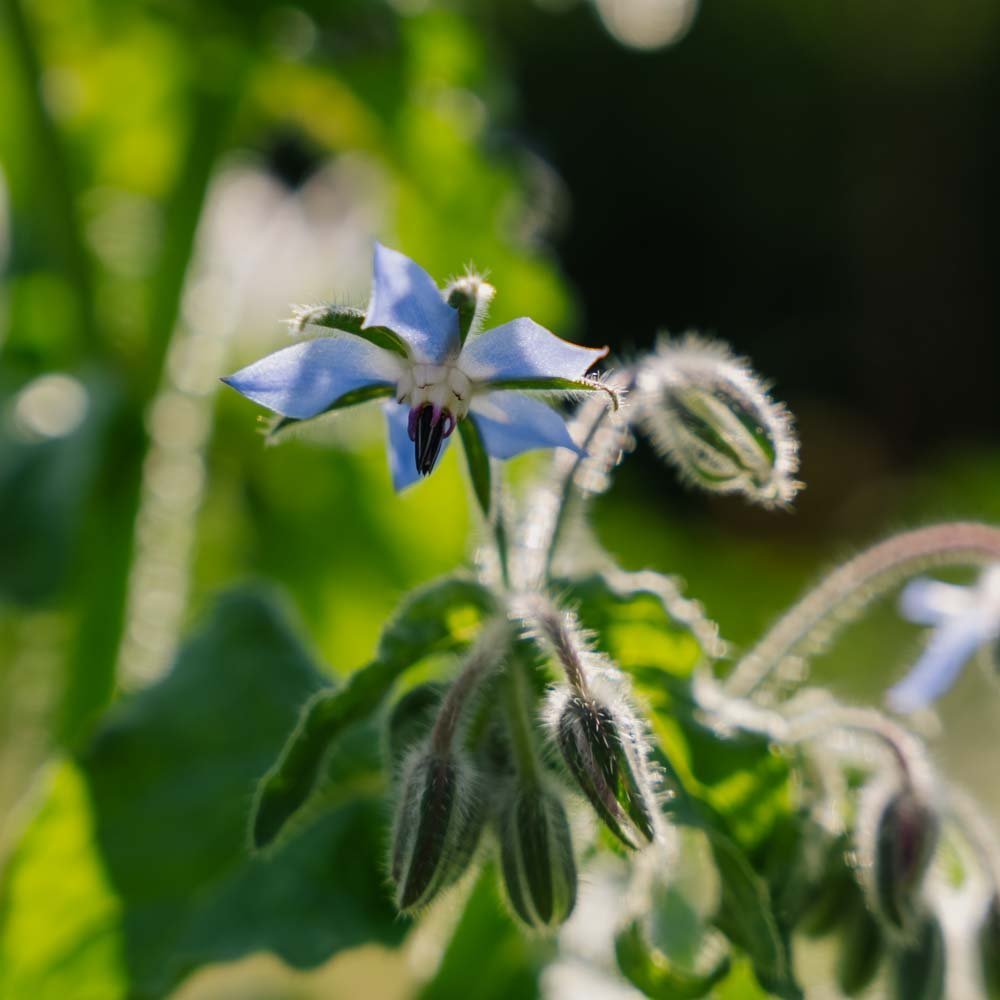 Borretsch Samen - 50 Biosamen
