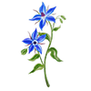 Blumensamen