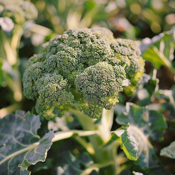 Brokkolisamen 'Green Calabrese' | Gemüse