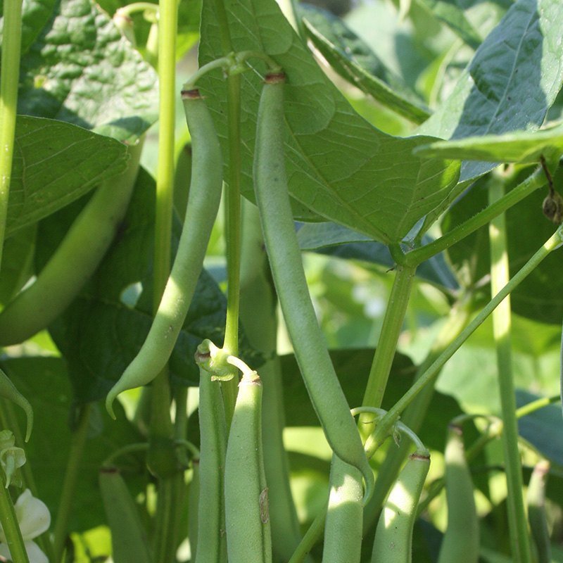 Buschbohnen Samen 'Double white' - 30 Biosamen