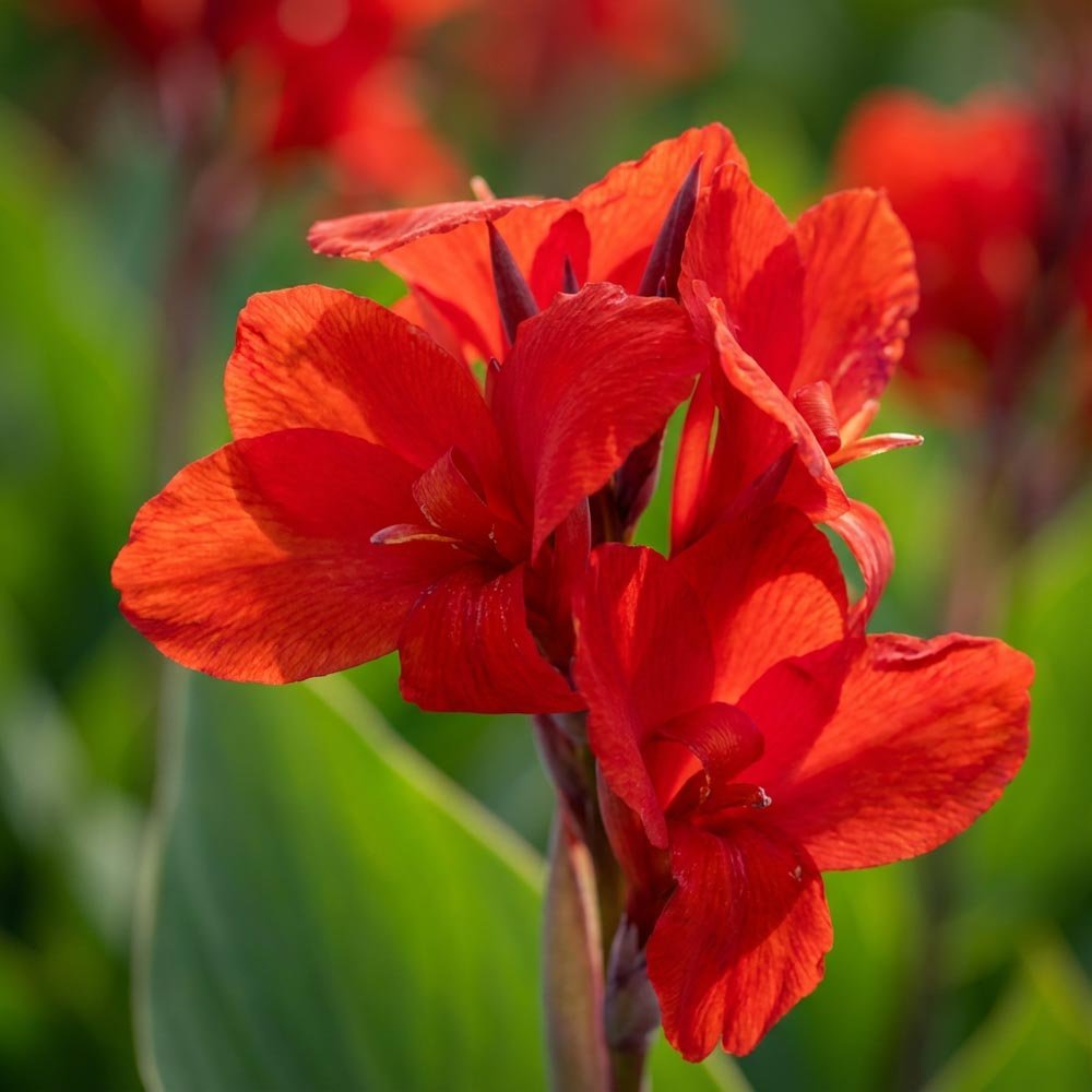 Canna ‘Brillant’