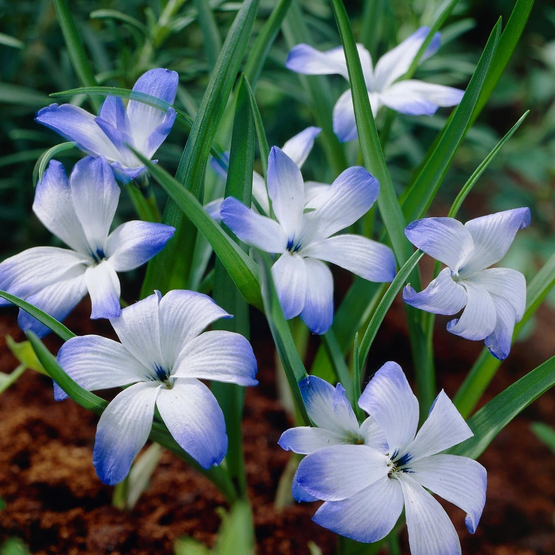Chilenischer Krokus, Tecophilaea 'Leichtlinii'
