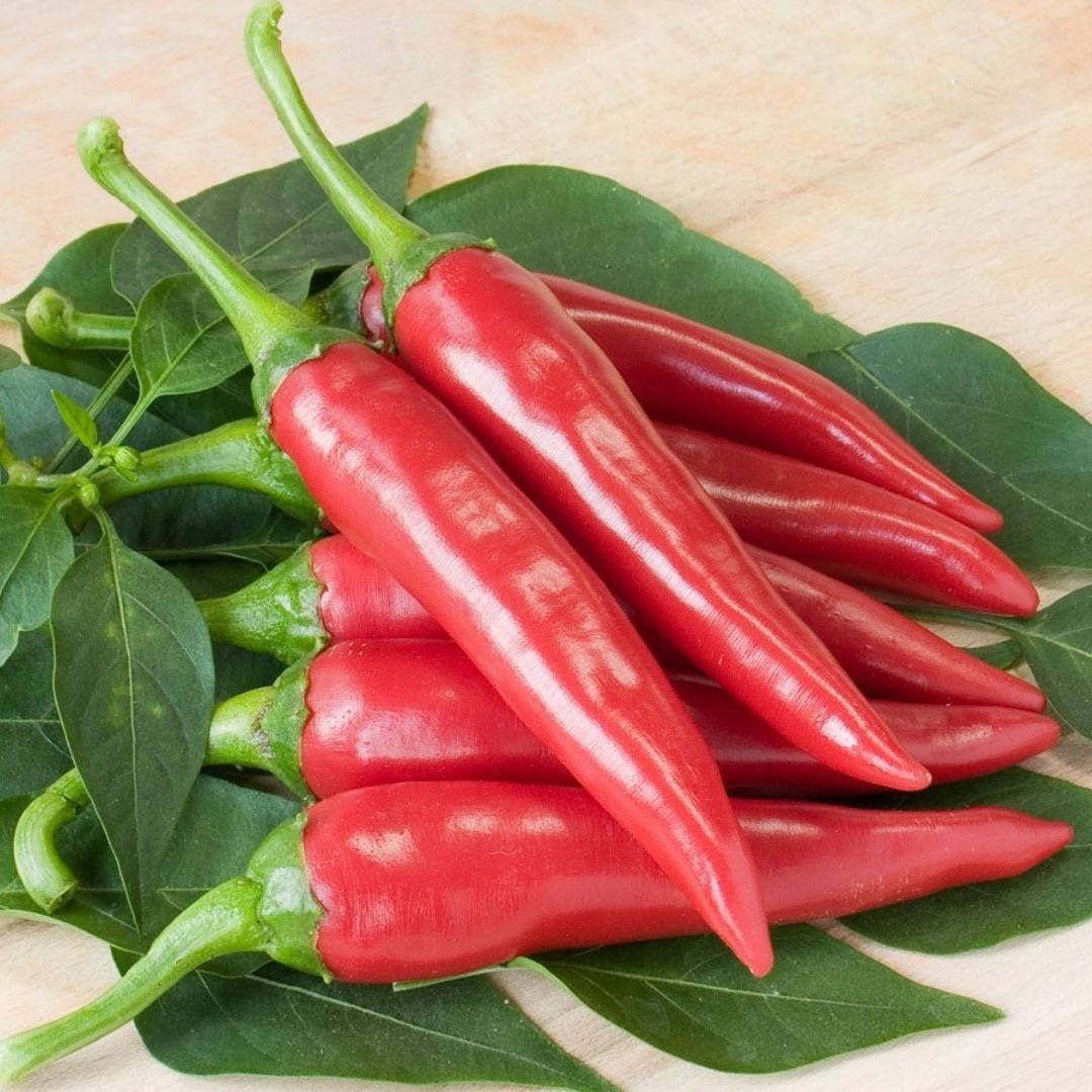 Chili Samen 'De cayenne' - 10 Biosamen