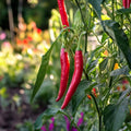 Chili Samen 'De cayenne' - 10 Biosamen