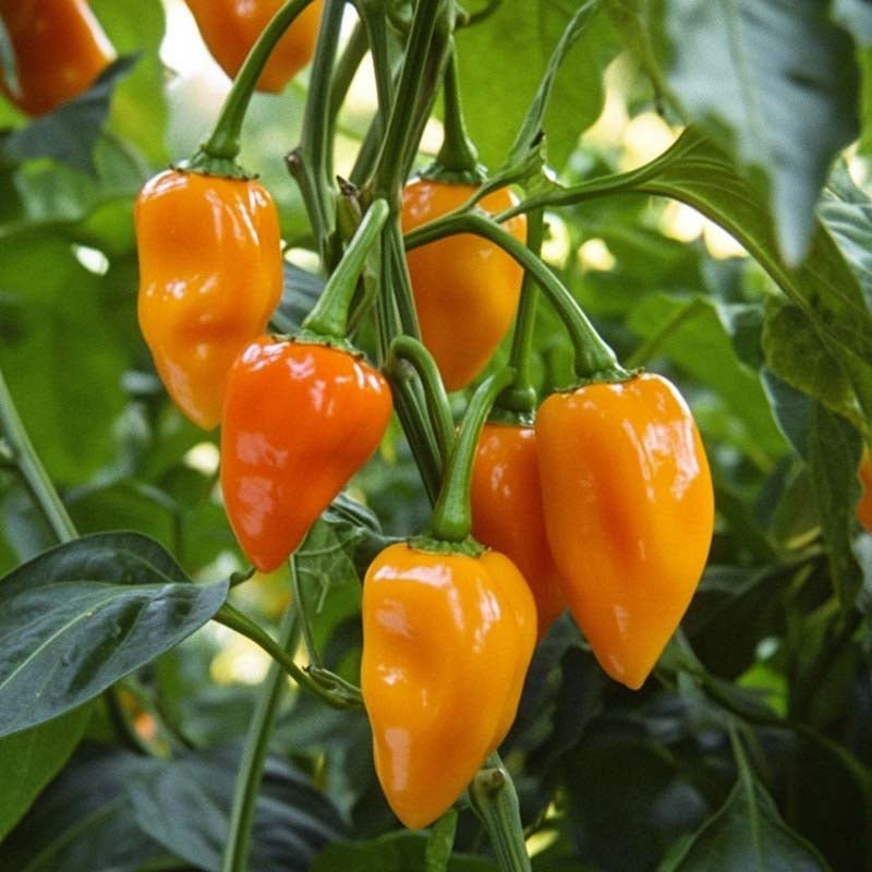 Chili Samen 'Habanero Orange' - 5 Biosamen