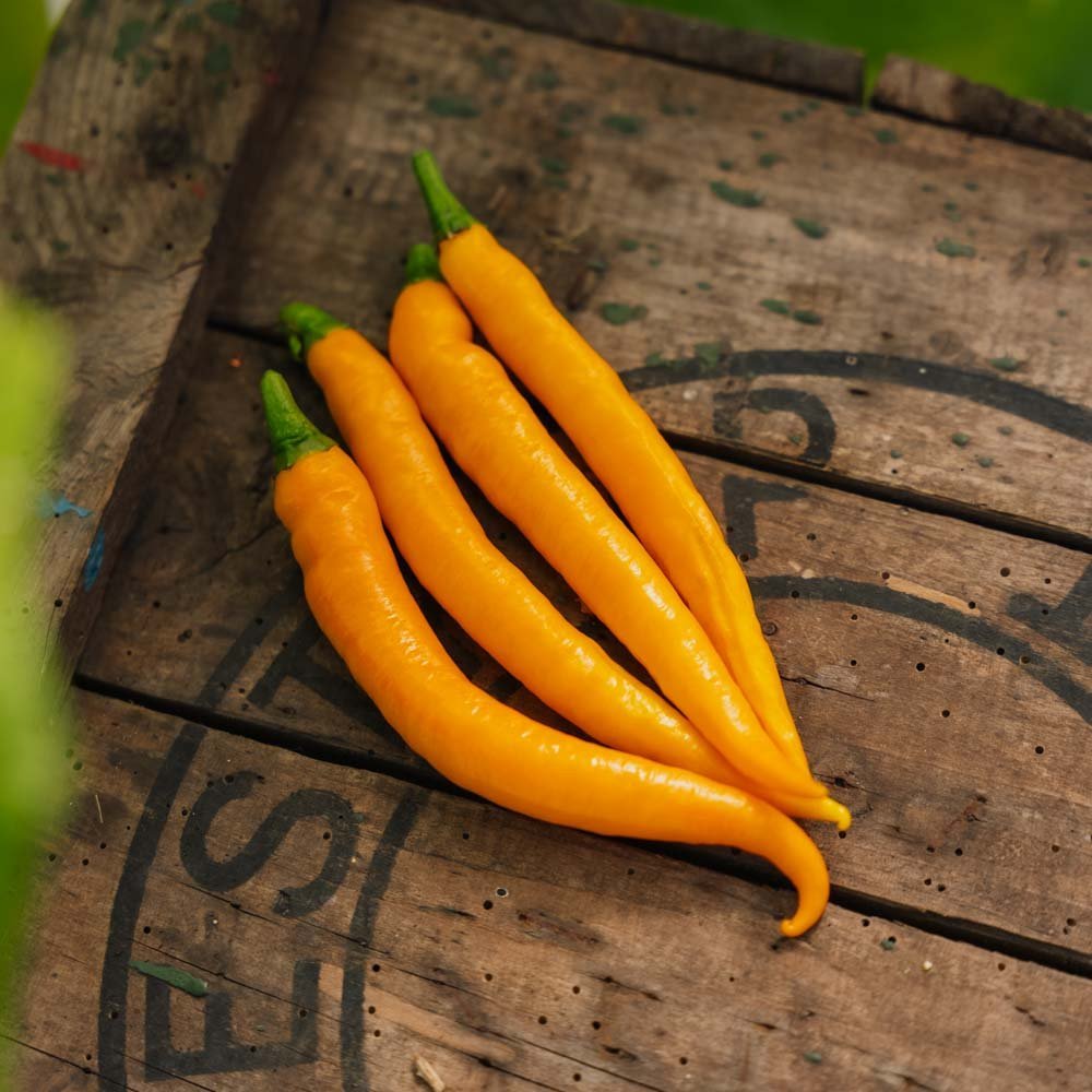 Chili Samen 'Koh Tao' - 5 Biosamen