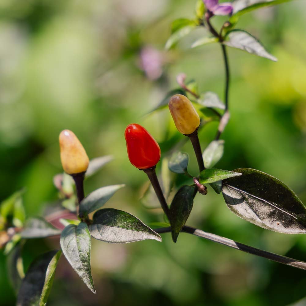 Chili Samen 'Lila luzi' - 5 Biosamen