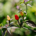 Chili Samen 'Lila luzi' - 5 Biosamen