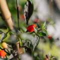 Chili Samen 'Lila luzi' - 5 Biosamen