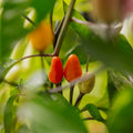 Chili Samen 'Lila luzi' - 5 Biosamen