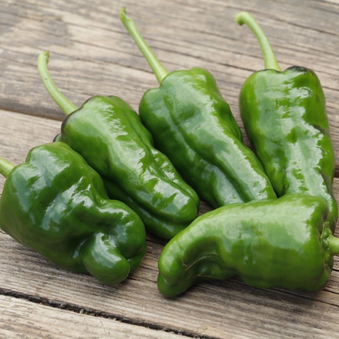 Chili Samen 'Padron' - 10 Biosamen