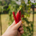 Chili Samen 'Westlandse Lange Rode' - 25 Biosamen