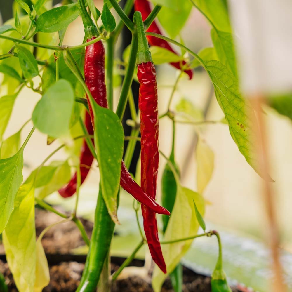 Chili Samen 'Westlandse Lange Rode' - 25 Biosamen