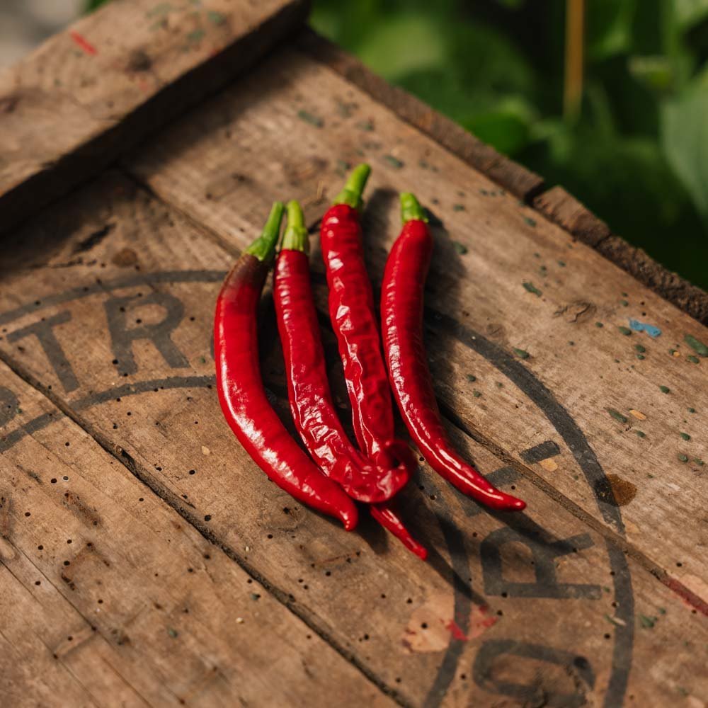 Chili Samen 'Westlandse Lange Rode' - 25 Biosamen