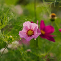 Cosmea Samen 'Garden Cosmos' - 80 Biosamen