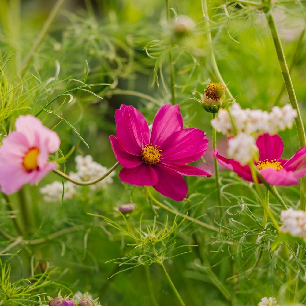 Cosmea Samen 'Garden Cosmos' - 80 Biosamen