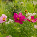 Cosmea Samen 'Garden Cosmos' - 80 Biosamen