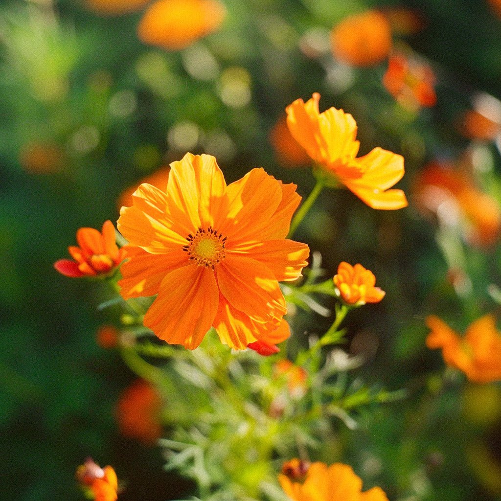 Cosmea Samen 'Sulfur Cosmos' - 80 Biosamen