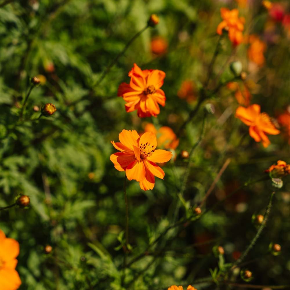 Cosmea Samen 'Sulfur Cosmos' - 80 Biosamen