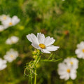 Cosmea Samen 'White Cosmos' - 80 Biosamen
