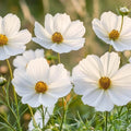 Cosmea Samen 'White Cosmos' - 80 Biosamen