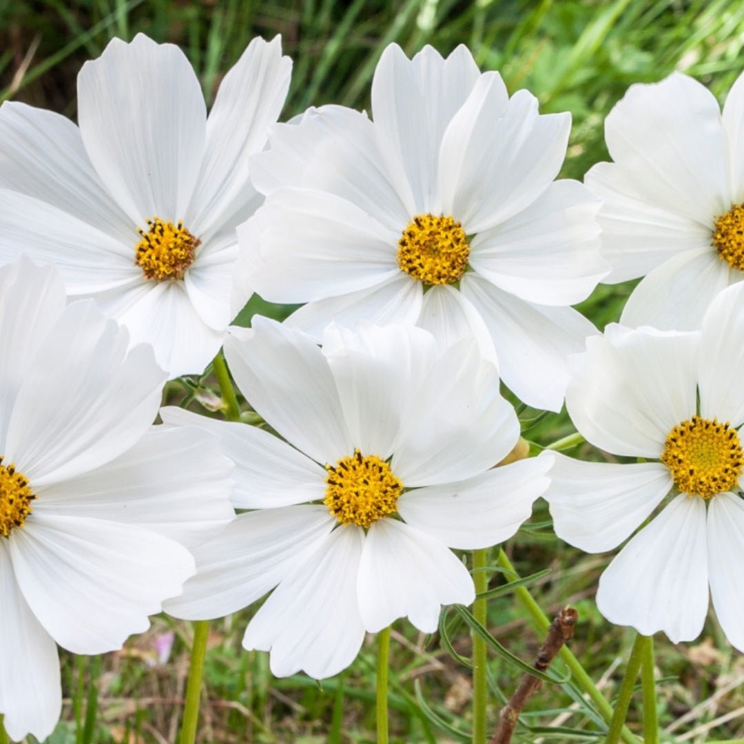 Cosmea Samen 'White Cosmos' - 80 Biosamen