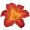 Taglilien wurzelnackt / Hemerocallis