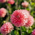 Dahlia 'Melody Allegro'