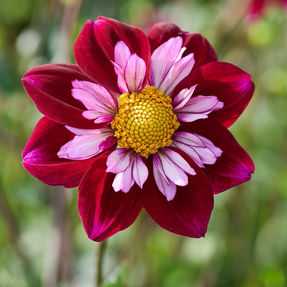 Dahlien mix 'All purple mix'