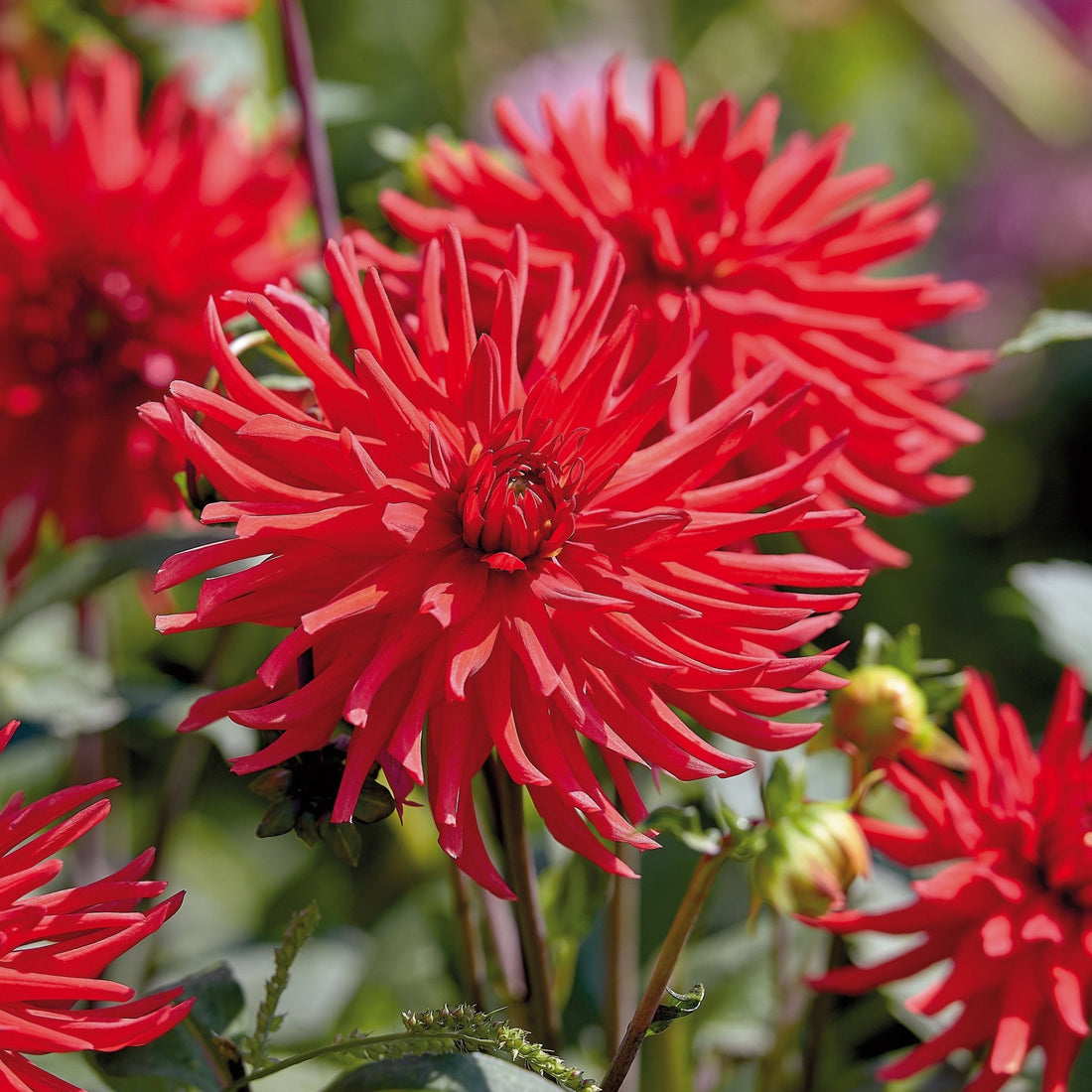 Dahlien mix 'All red mix'