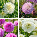 Dahlia mix 'Pastel deco Mix'