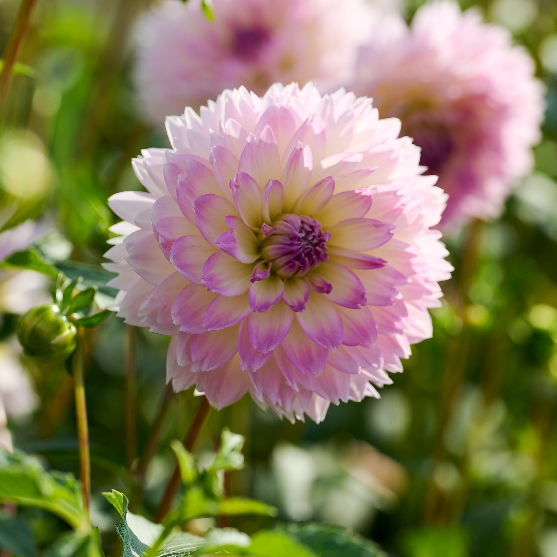 Dahlia mix 'Pink/Purple mix'