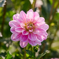 Dahlia mix 'Pink/Purple mix'