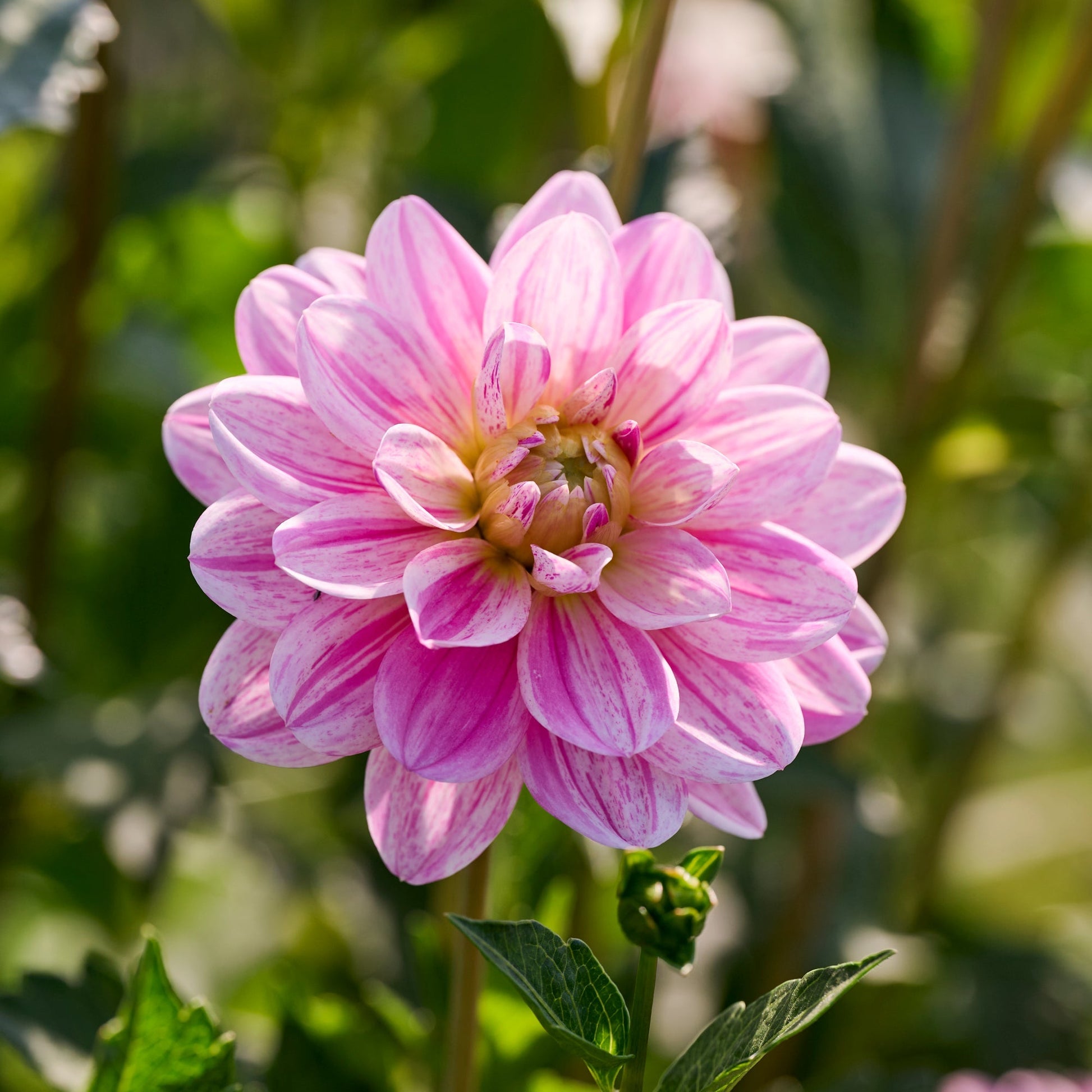Dahlia mix 'Pink/Purple mix'