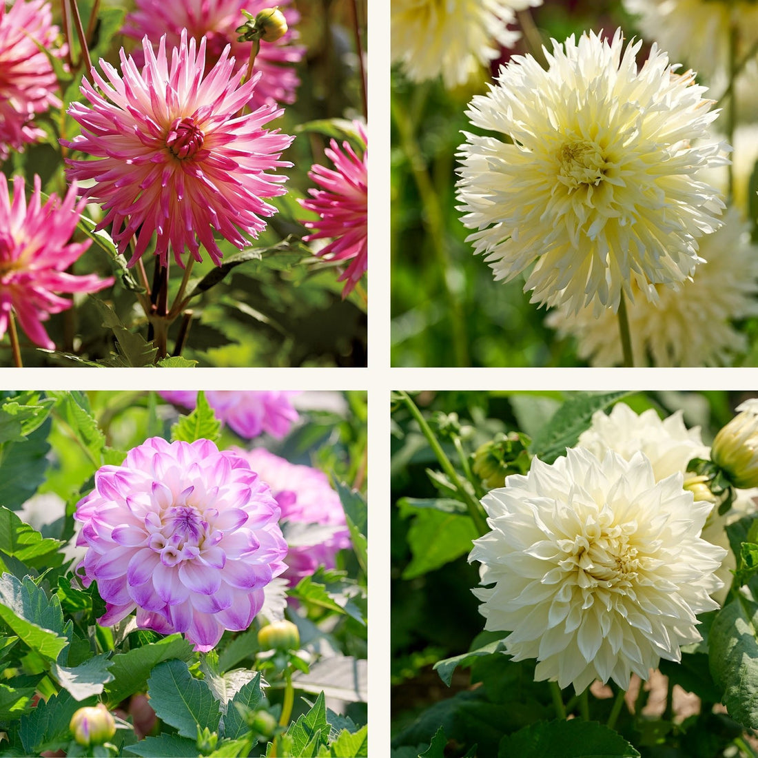 Dahlia mix 'Pink/White mix'