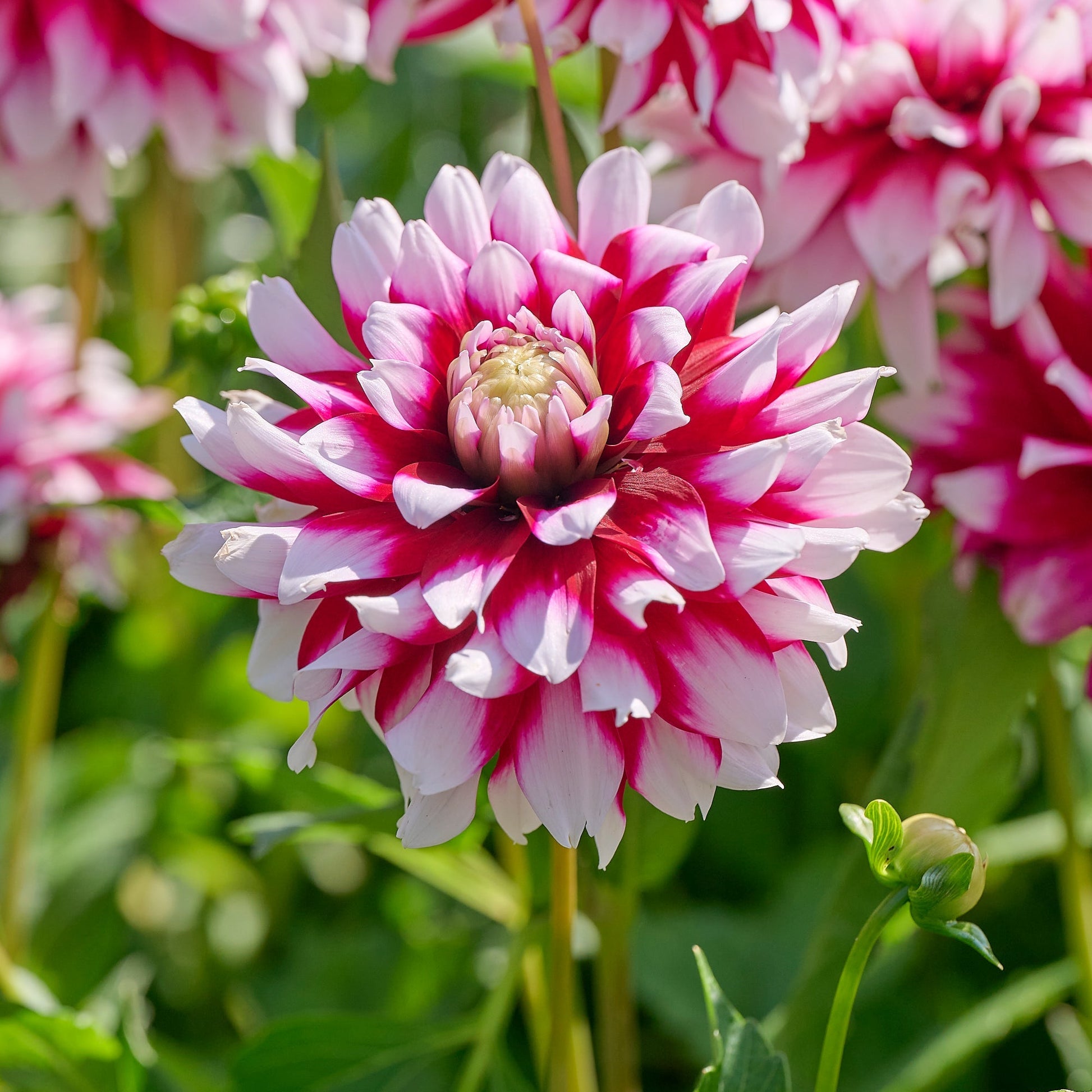 Dahlia mix 'Purple mix'