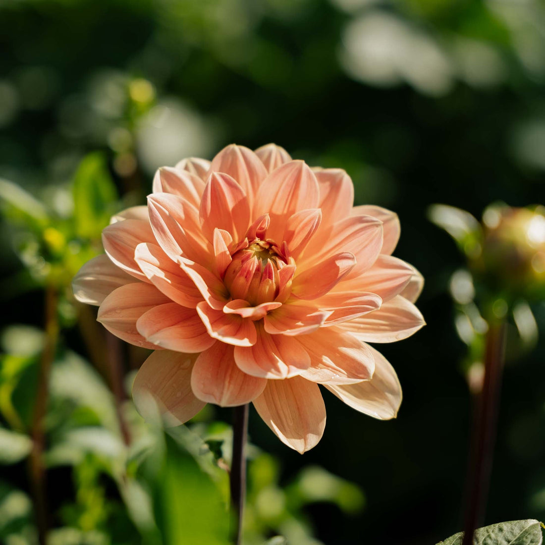 Dahlie 'Apricot Desire'