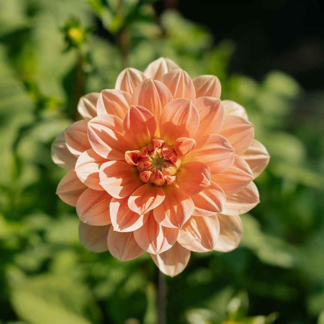 Dahlie 'Apricot Desire'