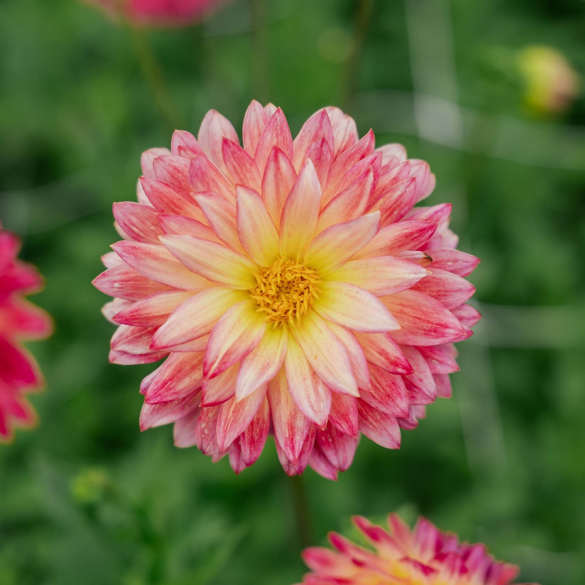 Dahlie 'Armateras'