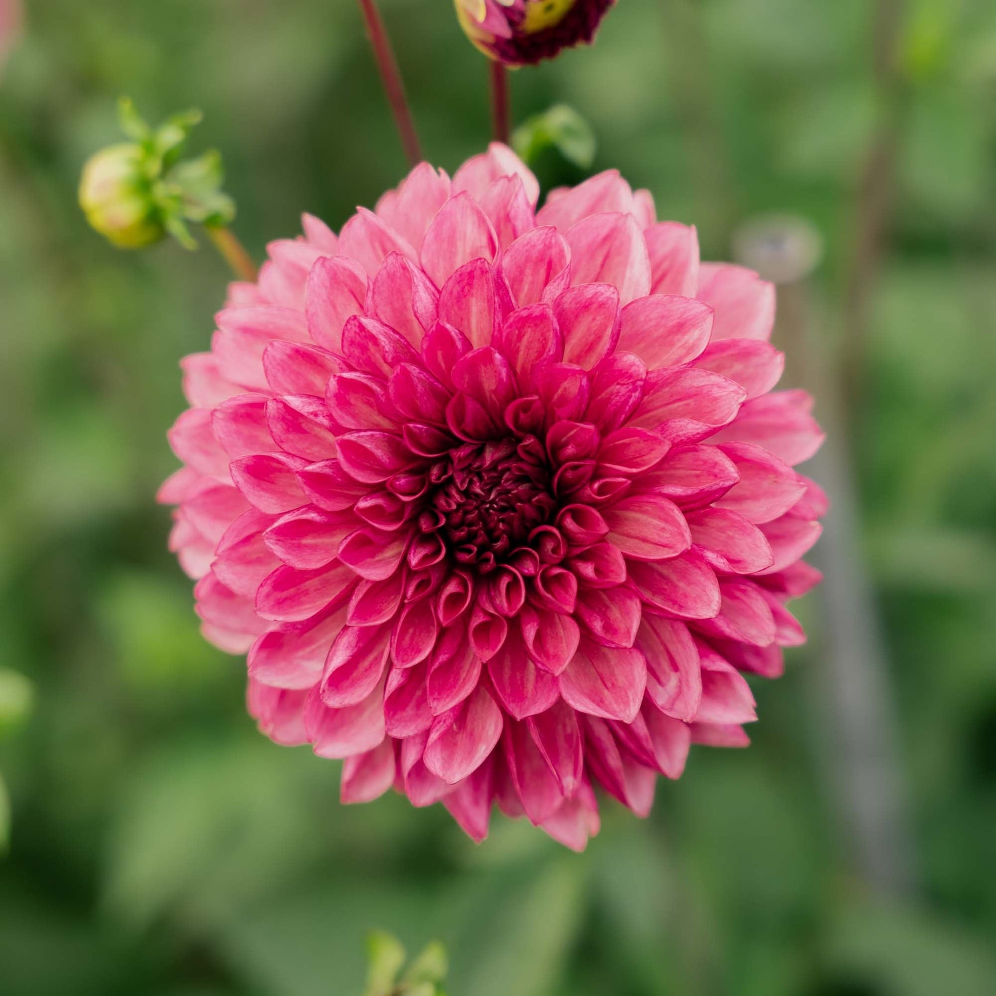 Dahlie 'Bacardi'