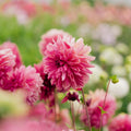 Dahlie 'Bacardi'