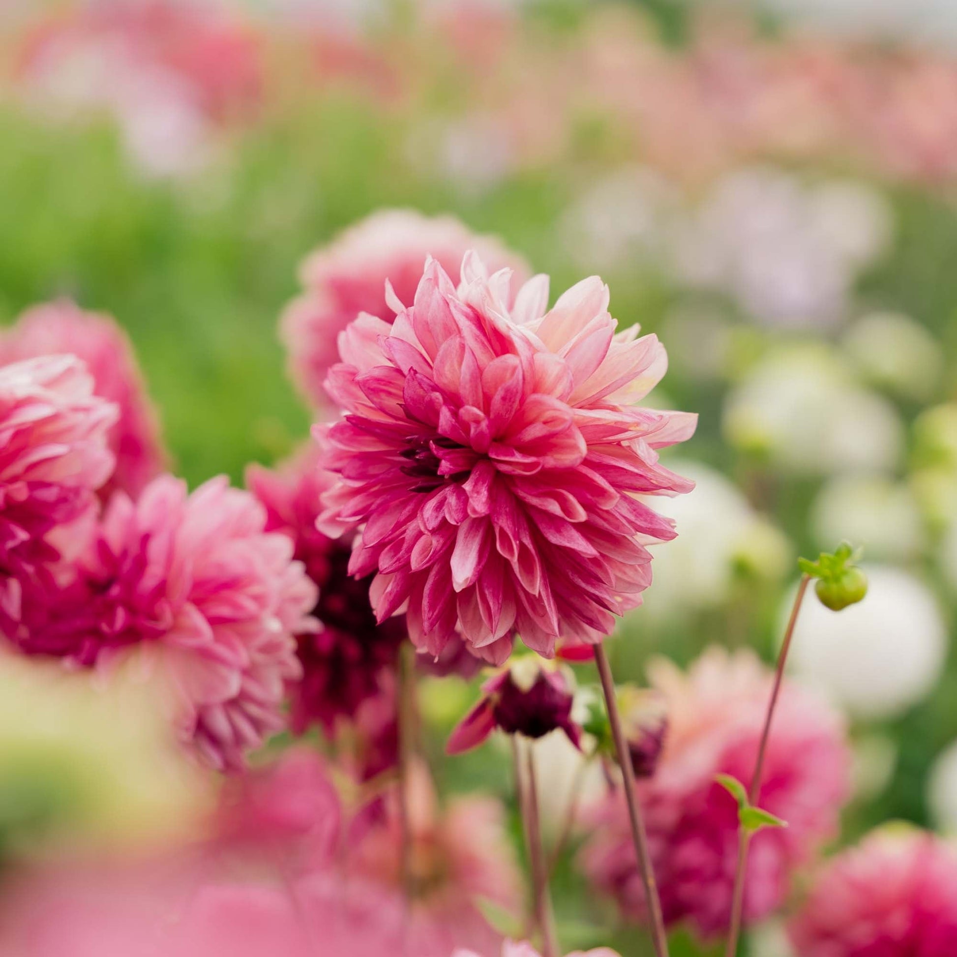 Dahlie 'Bacardi'