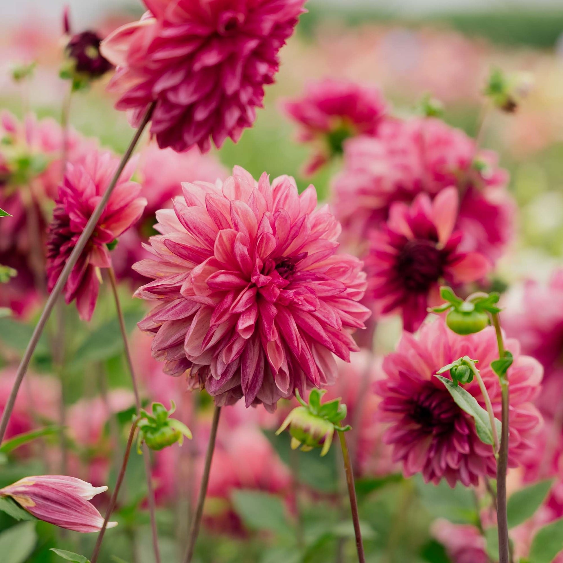 Dahlie 'Bacardi'