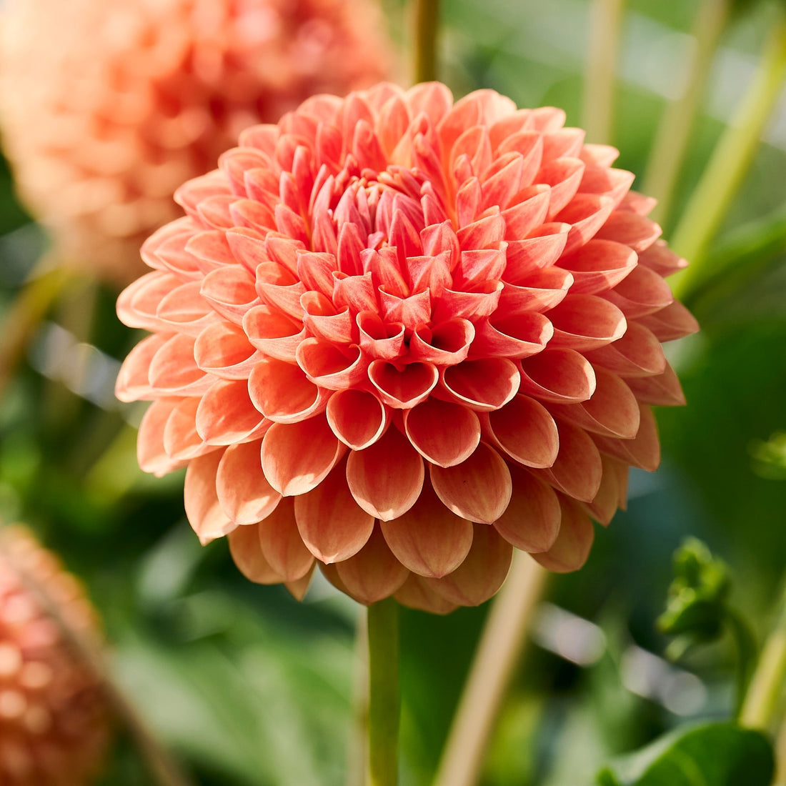 Dahlie 'Beatrice'